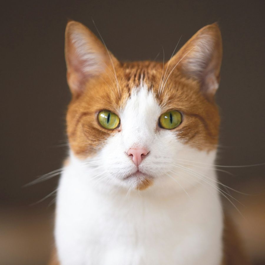 A ginger and white cat
