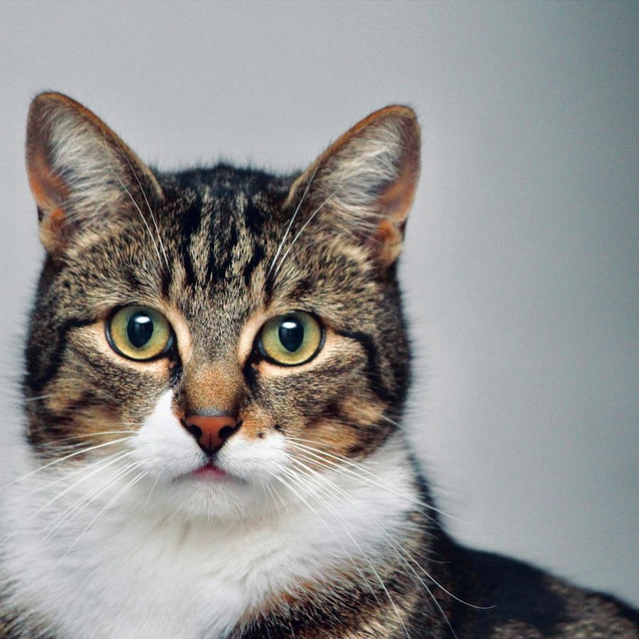 A tabby cat