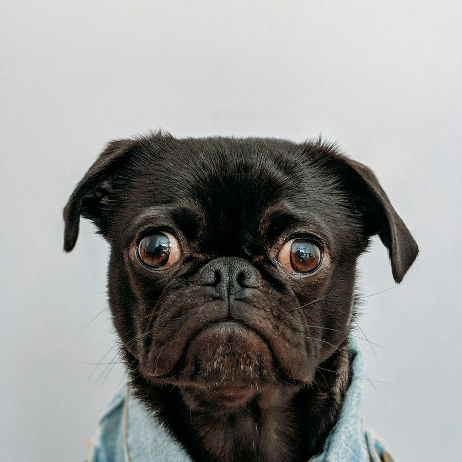 A pug