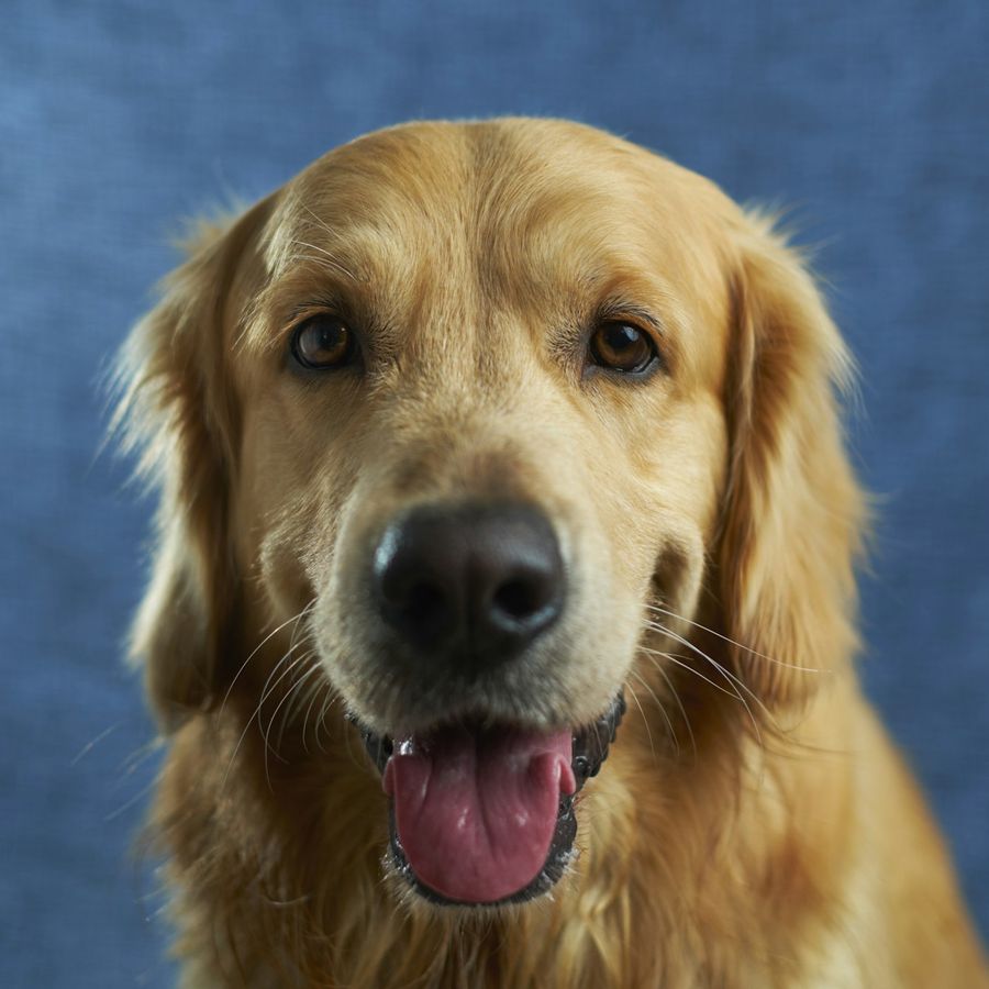 A golden retriever