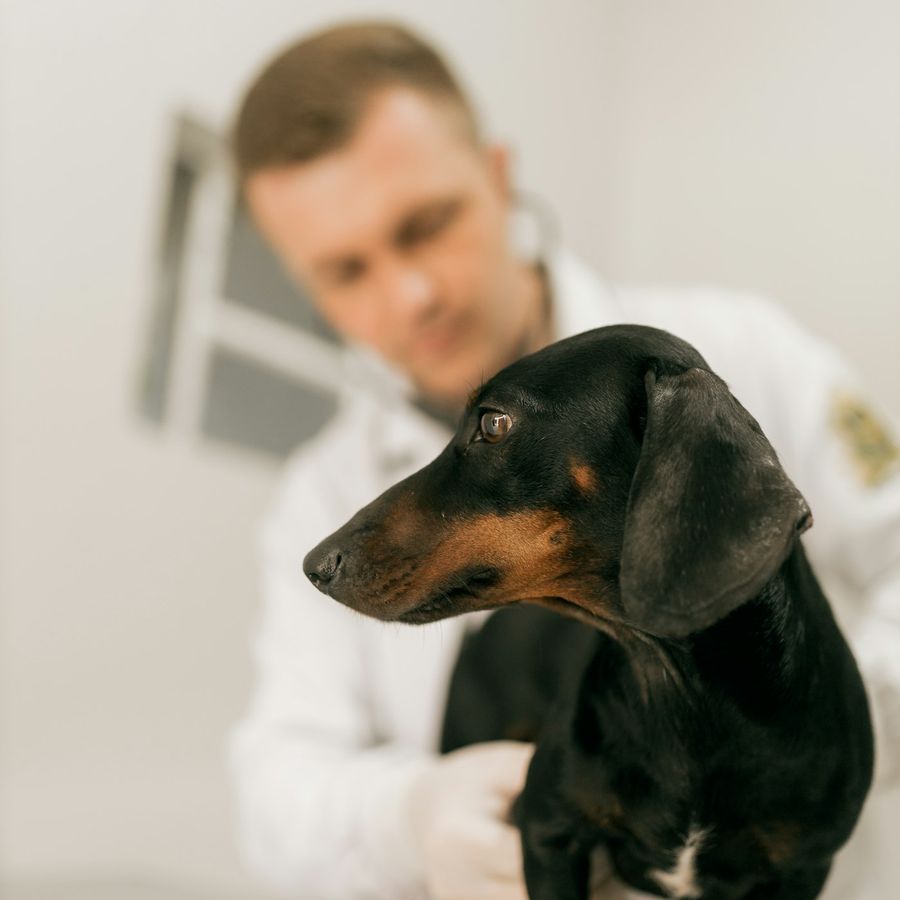 A veterinarian examining a dog