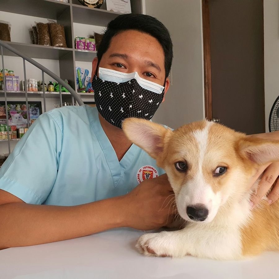 A veterinarian with a dog during a home visit